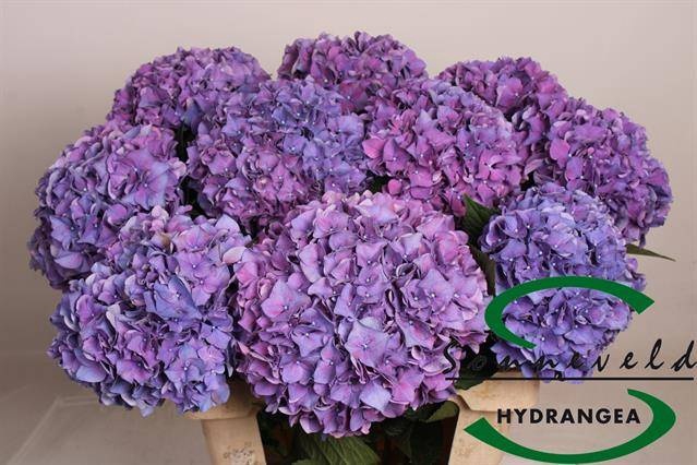 <h4>HYDR M CH RODEO PA</h4>