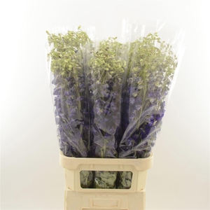 Delphinium Enkel Deldonna Purple