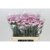 Dianthus St Mudah
