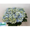 Hydrangea verena blue classic