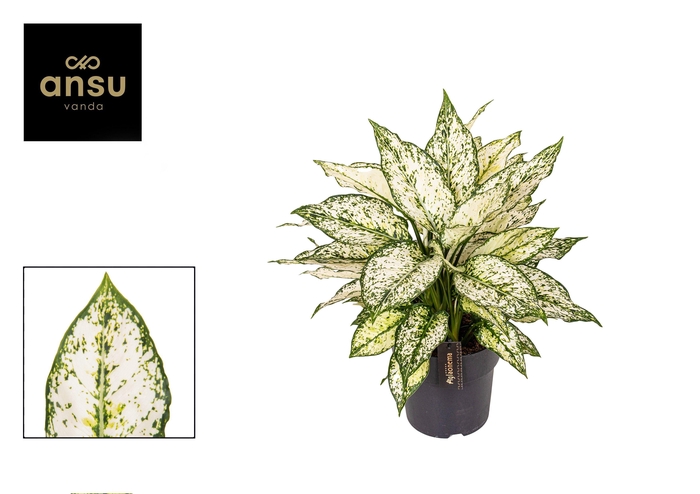 <h4>Aglaonema White Kiwi</h4>