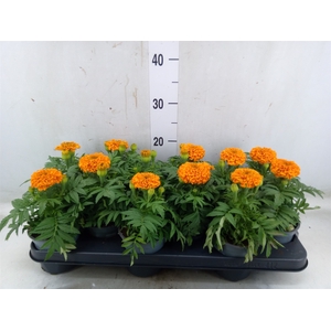 Tagetes erecta 'Taishan Orange'