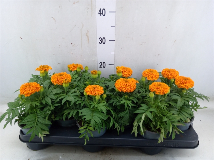 <h4>Tagetes erecta 'Taishan Orange'</h4>