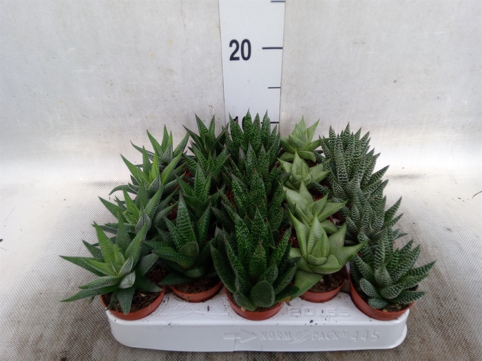 <h4>Aloe   ...mix</h4>