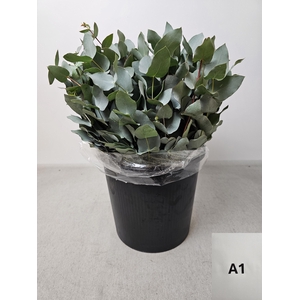 EUC CINEREA PB
