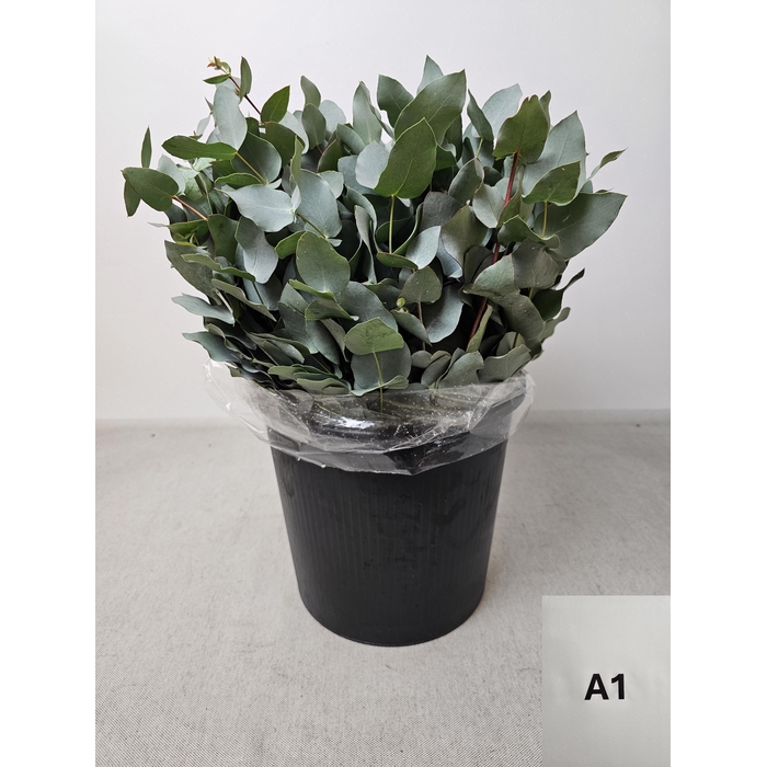 <h4>EUC CINEREA PB</h4>