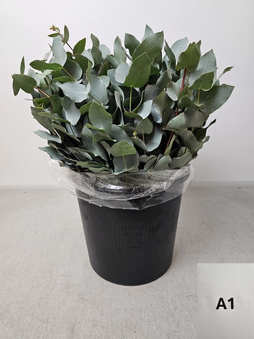 EUC CINEREA PB