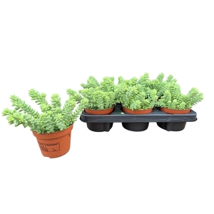 SEDUM BURRITO