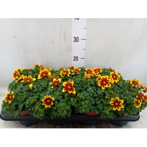 Bidens fer. 'Beedance Painted Red'