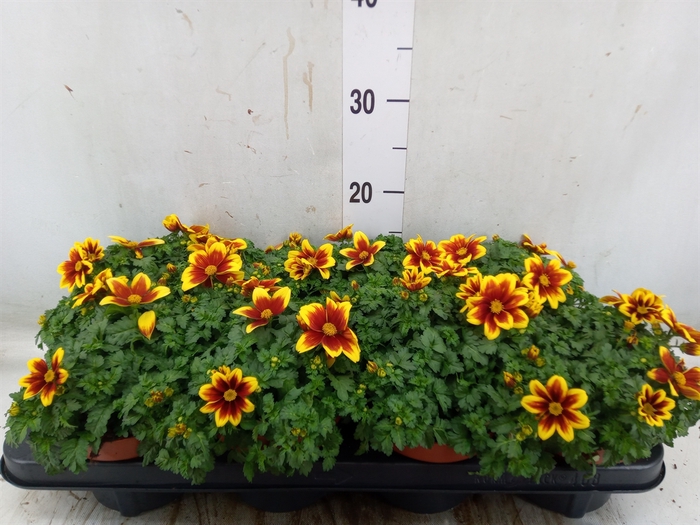 <h4>Bidens fer. 'Beedance Painted Red'</h4>
