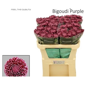 Chr G Bigoudi Purple Arcadia