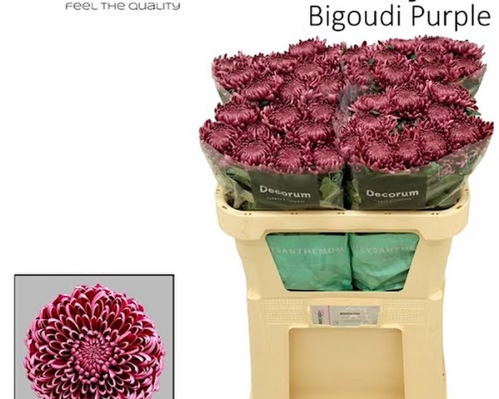 Chr G Bigoudi Purple Arcadia