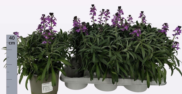 <h4>ERYS SUP BOWL MAUVE</h4>