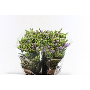 Fr Du Carice Pale Blue