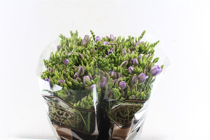 <h4>Fr Du Carice Pale Blue</h4>