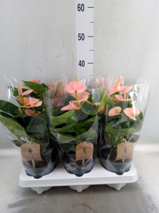 <h4>Anthurium andr. 'Spirit'</h4>