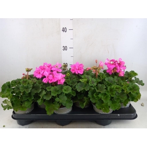 Pelargonium zona. 'ToscaSil Raiko'