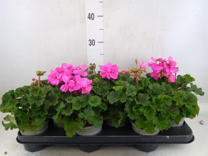 <h4>Pelargonium zona. 'ToscaSil Raiko'</h4>