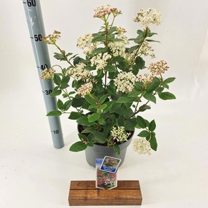 Viburnum tinus Gwenllian