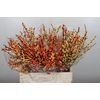 Ilex Cresgold