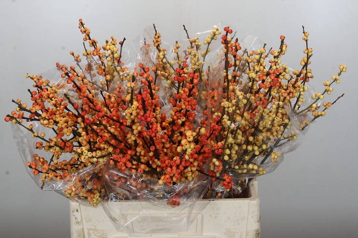 <h4>Ilex Cresgold</h4>