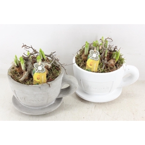 arr4 Narcis PL - Kop en schotel x3