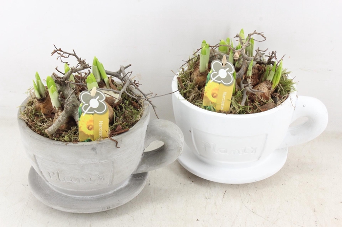 <h4>arr4 Narcis PL - Kop en schotel x3</h4>