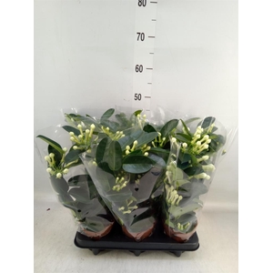 Stephanotis floribunda   ...