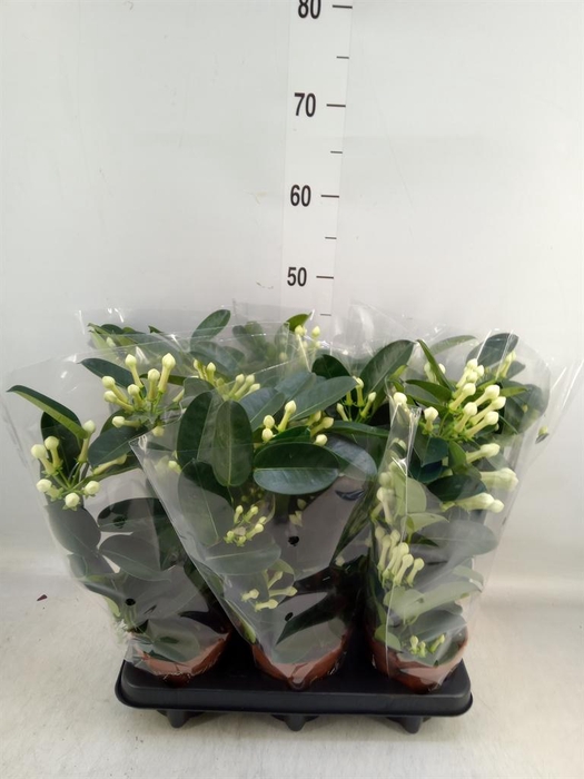 <h4>Stephanotis floribunda   ...</h4>