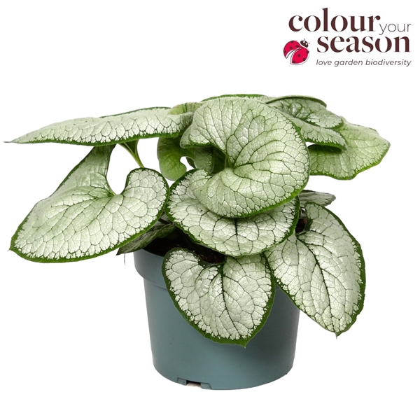 <h4>Brunnera macr. Silver Heart</h4>