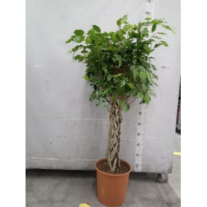 Ficus benja. 'Exotica'