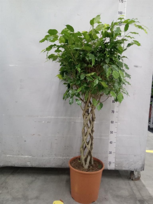<h4>Ficus benja. 'Exotica'</h4>