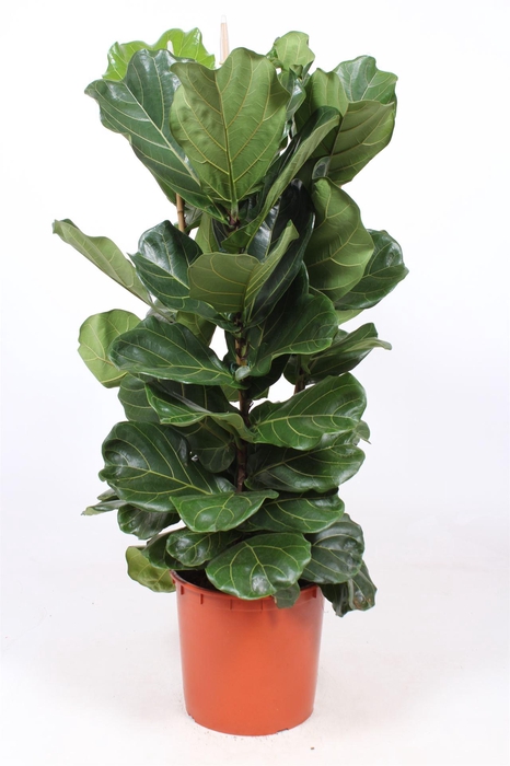 <h4>Ficus lyrata</h4>