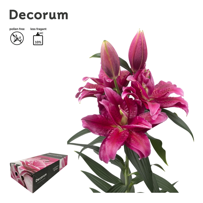<h4>LI ROSELILY DALINDA 5+ XL Decorum Box</h4>