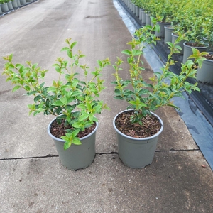 Osmanthus burkwoodii
