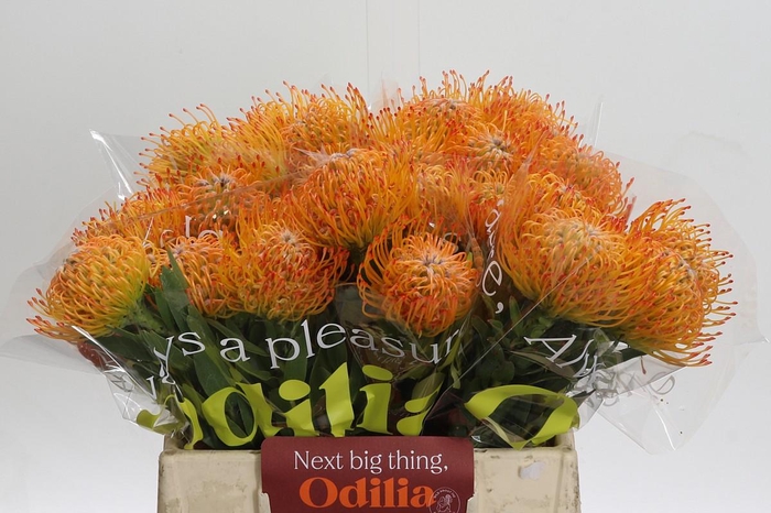 <h4>Nutans Ayoba Sun</h4>