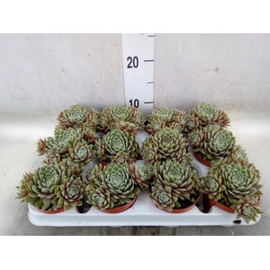 Sempervivum   ...