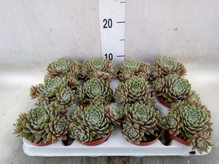 <h4>Sempervivum   ...</h4>