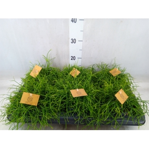 Rhipsalis   ...