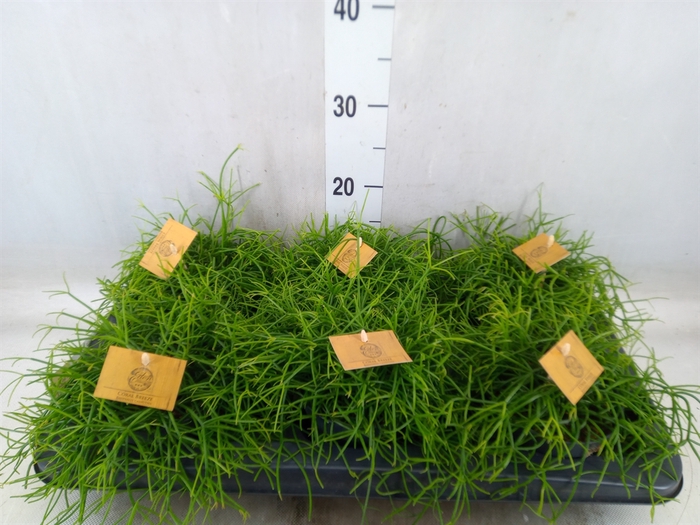 <h4>Rhipsalis   ...</h4>