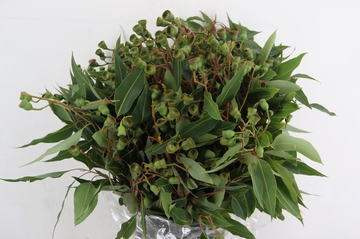 <h4>EUCA CINEREA</h4>