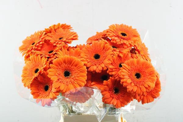 <h4>Ge. Gr Candela (oranje)  L 65+</h4>