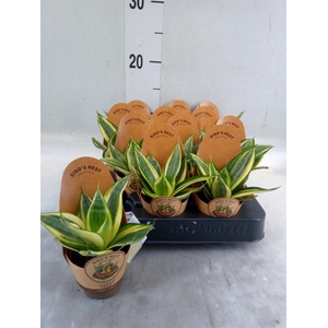 Sansevieria trifa. 'Golden Hahnii'