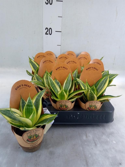 <h4>Sansevieria trifa. 'Golden Hahnii'</h4>