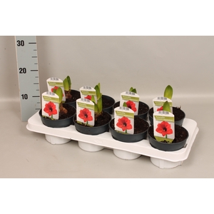 (X) Bol op pot Amaryllis Rood 12cm