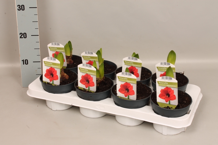 (X) Bol op pot Amaryllis Rood 12cm