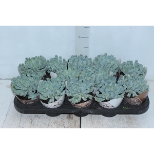 ECHEVERIA TOPSY TURVY P11