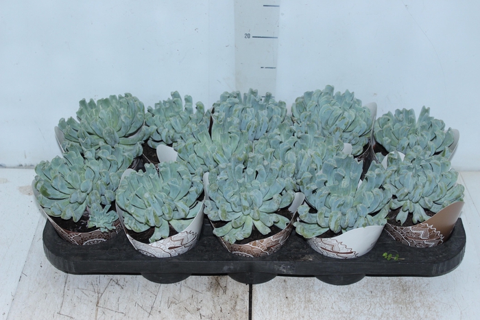 <h4>ECHEVERIA TOPSY TURVY P11</h4>