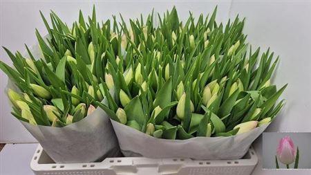 <h4>Tu En First Class</h4>