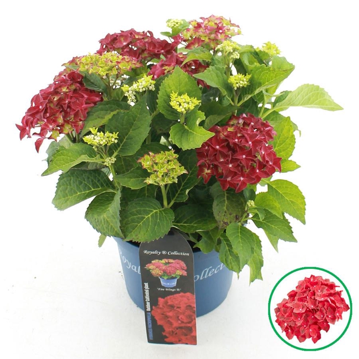 <h4>Hydrangea macr. Royalty® 'Fire Wings'® C5 (23cm.) Kn.</h4>